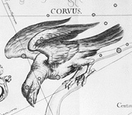 Corvus