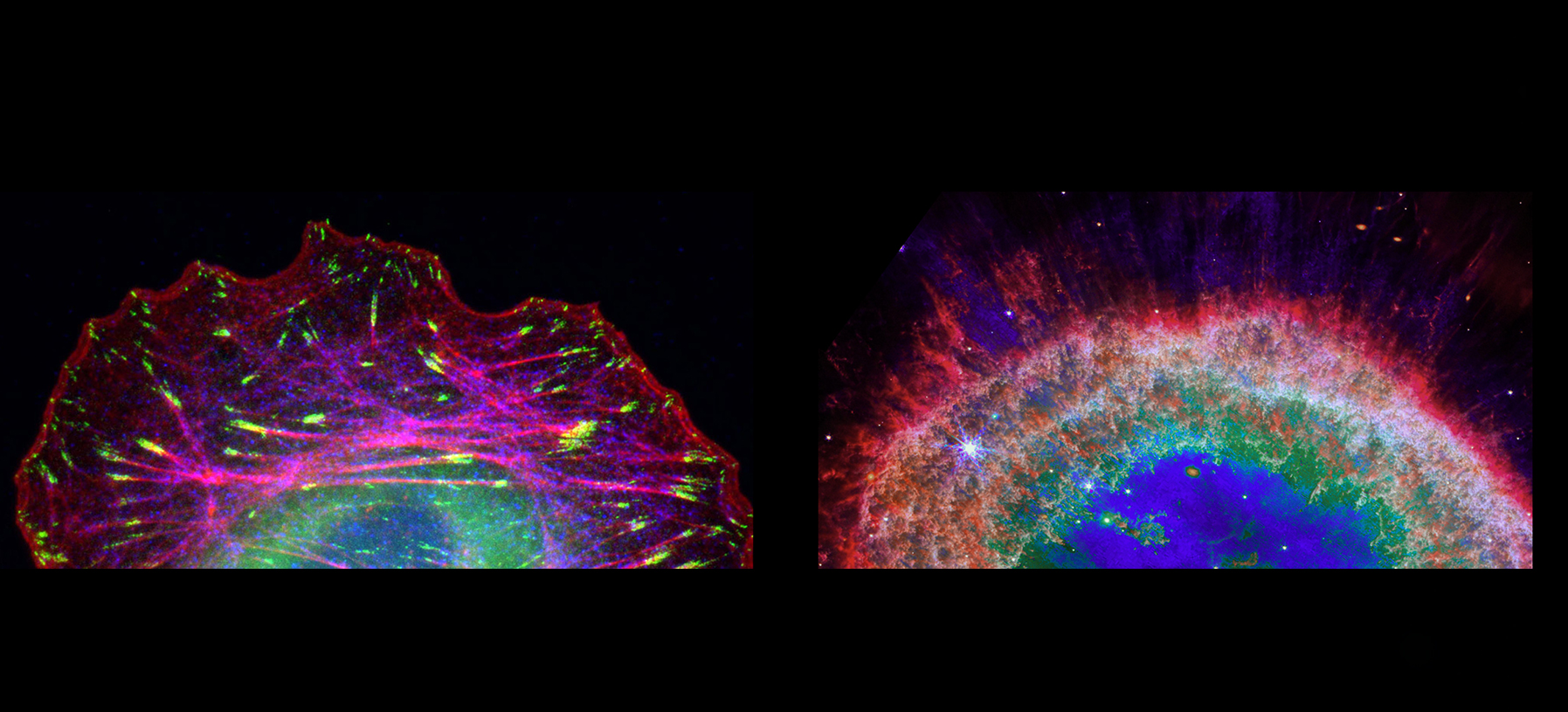 Cell Death vs. Star Death
