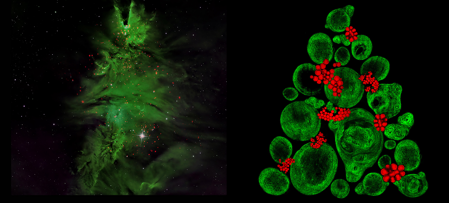 Star Cluster vs. Cluster of Fibers & Fat Cells