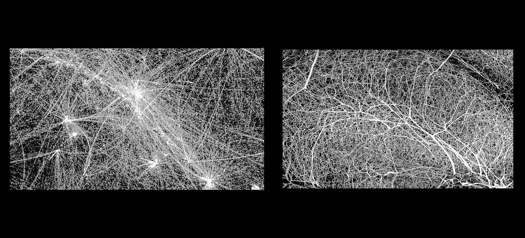 Night Sky Moves  in X-rays vs. Capillary Network of Mammalian Brain