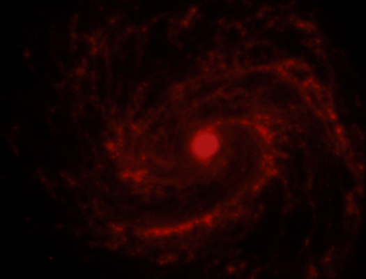 SN 1979C