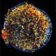 Tycho's Supernova Remnant