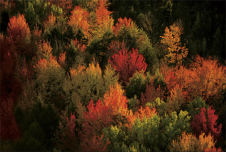 Image of Forest of Saint-Hyacinthe